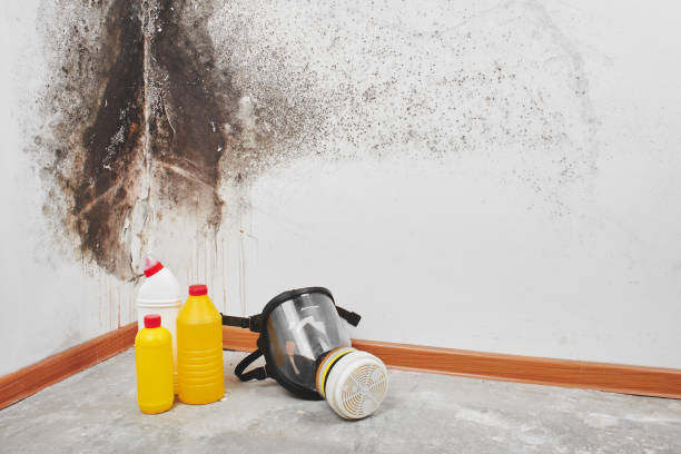 Best Kitchen Mold Remediation in Bridgeport, CT