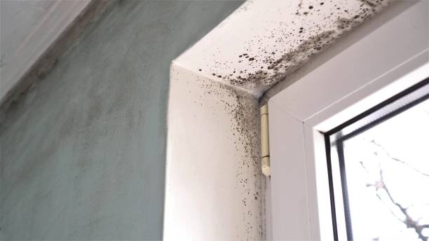 Best Insurance-Related Mold Remediation in Bridgeport, CT
