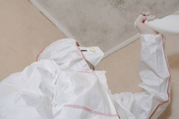 Trusted Bridgeport, CT Mold Remediation Experts