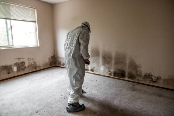 Best Commercial Mold Remediation in Bridgeport, CT